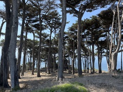 Cupressus macrocarpa