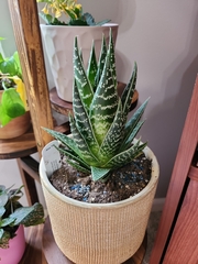 Haworthia