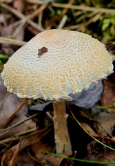 Lepiota clypeolaria