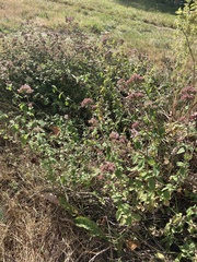 Origanum vulgare