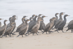 Phalacrocorax capensis