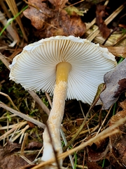 Lepiota clypeolaria