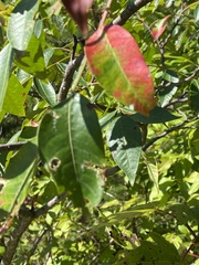 Oxydendrum
