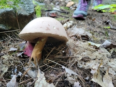 Tylopilus rubrobrunneus