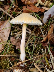 Lepiota clypeolaria