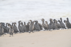 Phalacrocorax capensis