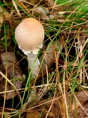 Lepiota clypeolaria