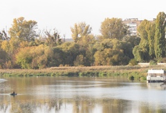 Phragmites australis altissimus