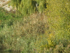 Phragmites australis altissimus