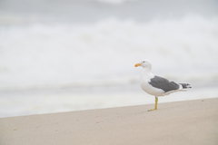 Larus dominicanus vetula