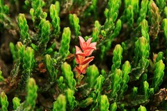 Cassiope tetragona