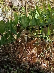 Polygonatum odoratum