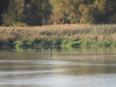 Phragmites australis