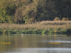 Phragmites australis altissimus