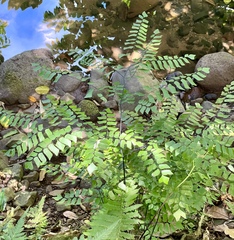 Adiantum trapeziforme