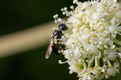 Crabroninae