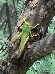 Schistocerca shoshone