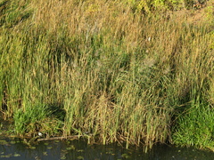 Phragmites australis