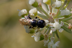Crabroninae