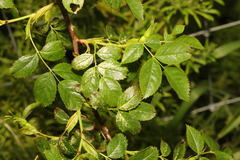 Rosa canina