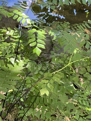 Adiantum trapeziforme