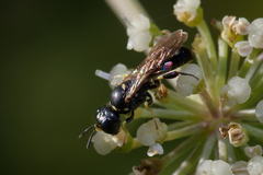 Crabroninae