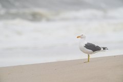 Larus dominicanus vetula