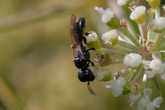 Crabroninae