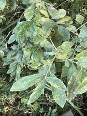 Salix cinerea