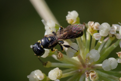 Crabroninae