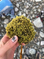 Syntrichia ruralis