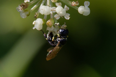 Crabroninae