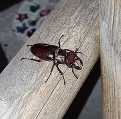 Lucanus capreolus