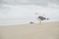 Larus dominicanus vetula