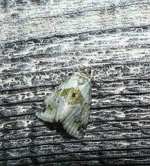 Maliattha synochitis