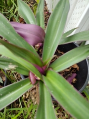 Tradescantia spathacea