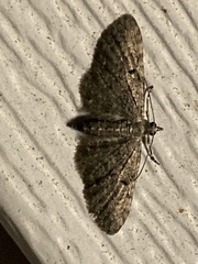 Eupithecia miserulata