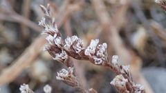 Limonium californicum