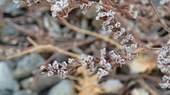 Limonium californicum
