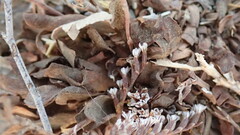 Limonium californicum