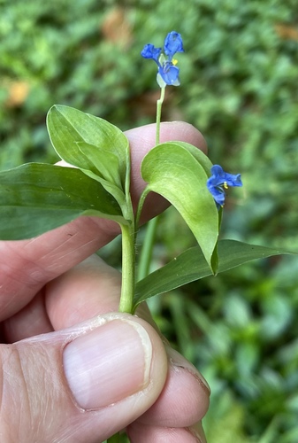 Commelina diffusa observed 2022-08-13