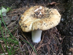 Russula fragrantissima