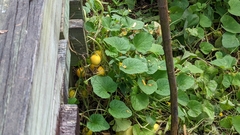 Cucumis melo