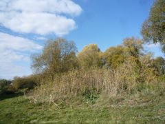 Phragmites australis altissimus