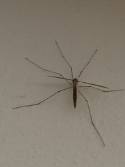 Tipula oleracea