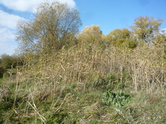 Phragmites australis altissimus