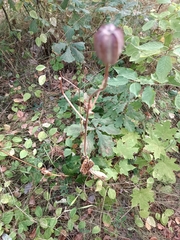 Lilium martagon
