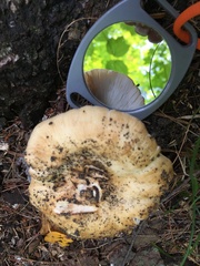 Russula fragrantissima