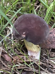 Boletus pinophilus