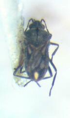 Microvelia
